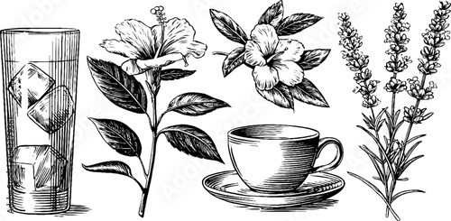 Rose lemonade and dried hibiscus with botanical illustrations for beverage design