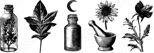 Botanical elements and apothecary tools for herbal remedy and natural healing design