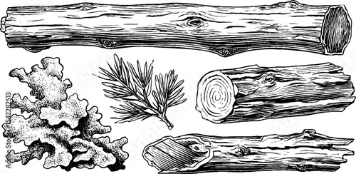 Nature illustration with lichen covered wood and hollow branch segments for botanical design