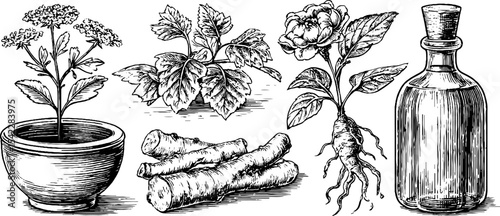 Medieval herbal infusion elements with botanical illustrations