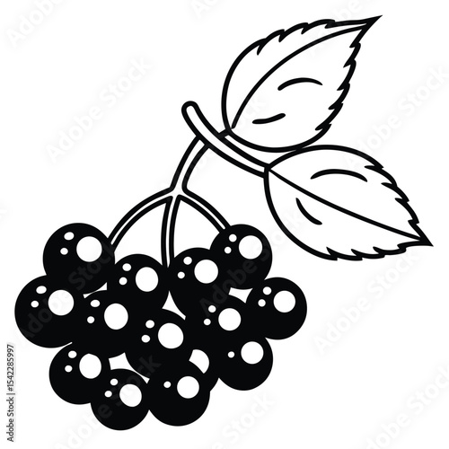 A cluster of berries with leaves, isolated on white background
