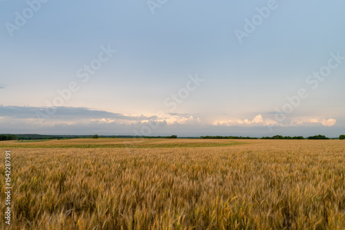 Wheat field in north central Kansas.
