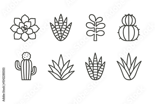 Succulent Line Icons. Line style icons of succulents and cacti: echeveria, haworthia, jade plant, barrel cactus. moon cactus,