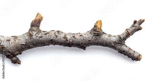 A close-up of a dry twig