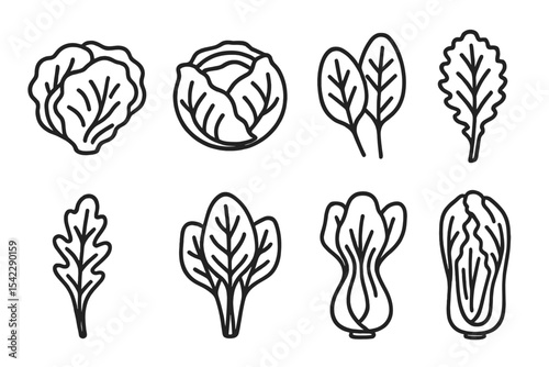 Leafy Vegetable Icons. Line style icons of leafy vegetables: lettuce, cabbage, spinach, kale. arugula, Swiss chard, bok choy, napa