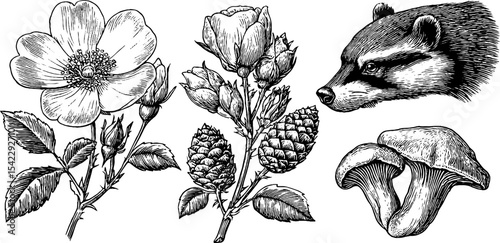 Nature collection: wild rose, fox paw, raccoon head, and mushrooms for botanical design