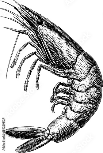 Vintage engraving of shrimp and lemon in retro style for culinary and design use
