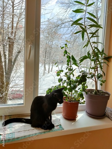 Fotografie cat on window sill