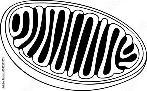 Mitochondrion Diagram Outline