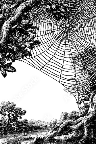 Intricate spider web border in vintage engraving style for artistic design inspiration