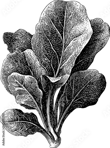 Vintage spinach bunch engraving for artistic and design use