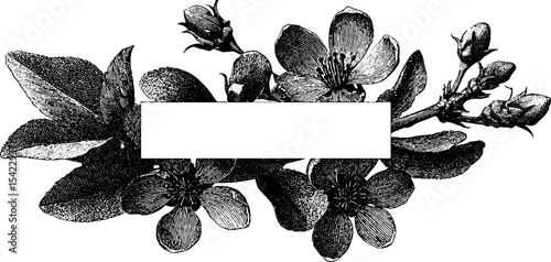 Vintage style spring blossom border for elegant invitations or greeting cards