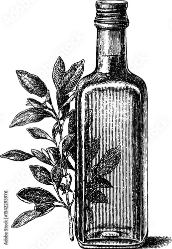 Vintage olive oil bottle with branch in engraving style for classic packaging design