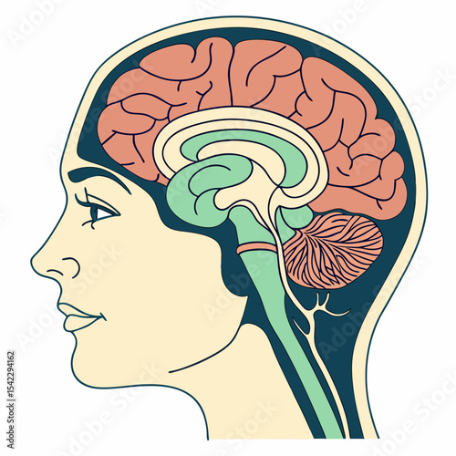 Illustration of a human head in profile showing the brain anatomy and different parts of the brain structure
