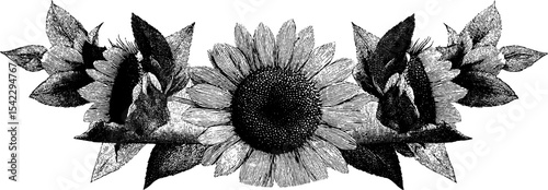 Vintage sunflower border with detailed engraving for artistic design