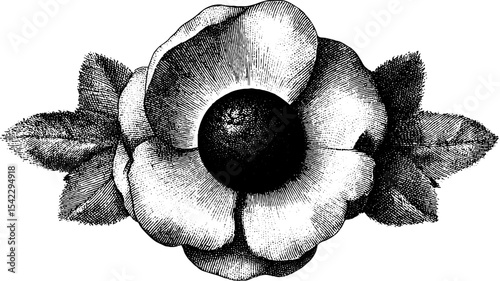 Symmetrical rosette ornament vintage engraving for design and decoration