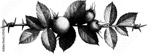 Elegant thorny vine border in vintage engraving style for classic design projects