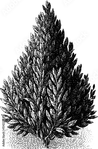 Vintage botanical illustration of triangle pattern corner in engraving style