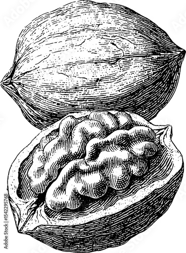 Vintage engraving style walnuts with cracked shells for design and aesthetic use