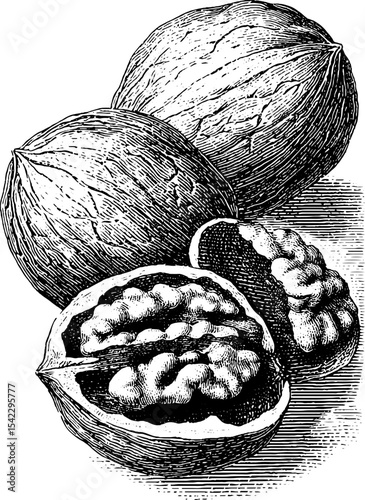 Vintage engraving of cracked walnuts with classic aesthetic for design