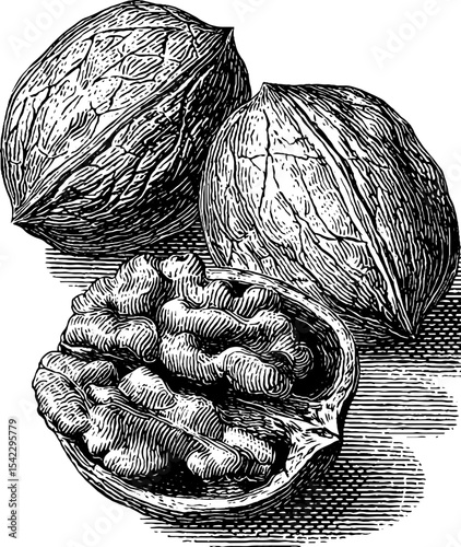 Vintage engraving style of cracked walnuts for retro design and aesthetic appeal
