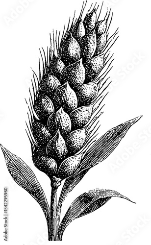 Vintage wheat sheaf in engraving style for rustic and organic design