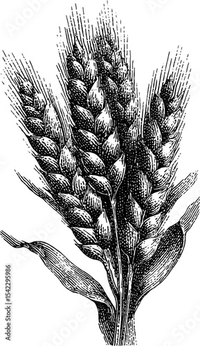 Vintage wheat sheaf in engraving style for rustic design and decor