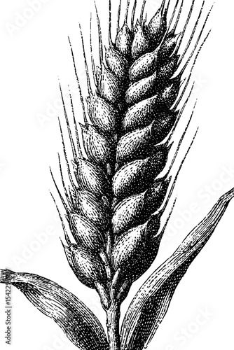 Vintage wheat sheaf engraving: classic agricultural artwork for design and decoration