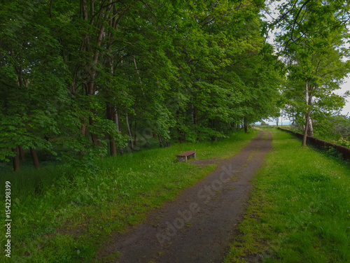 There is a path in the park, with many green trees around, and a lonely bench beside it.