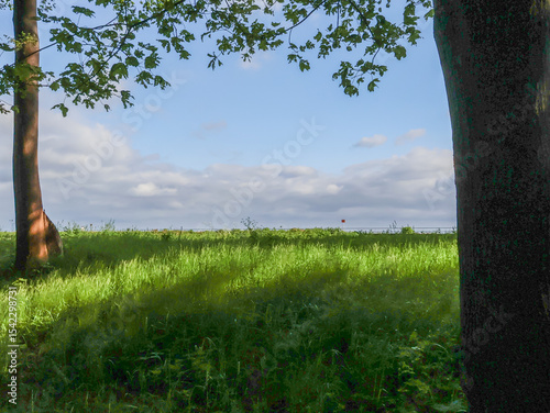 A tree trunk, thick green grass on the horizon behind, and a blue cloudy sky