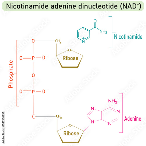 NAD Plus Molecule Diagram showing Ribose, Phosphate, and Base Components. Useful for medical students and infographic designers working on cellular respiration or redox reactions.