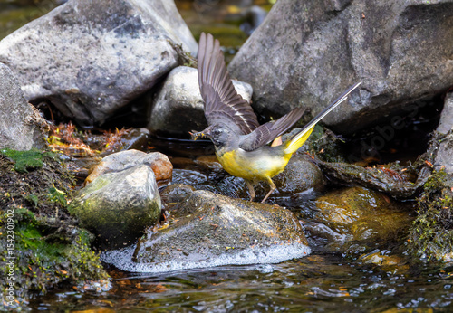 Grey wagtail bird 