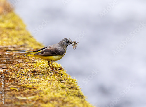 Grey wagtail bird 