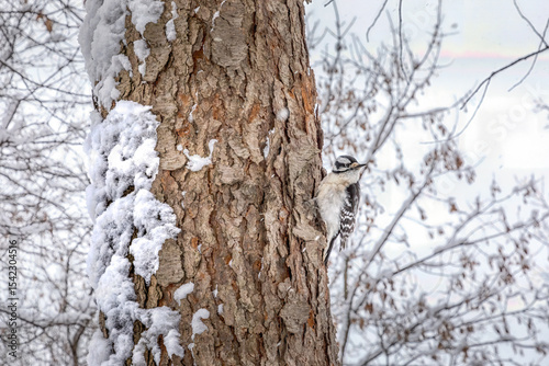 Downy Woodpecker on Tree Trunk looking out