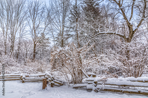 Natures snowy tree backdrop