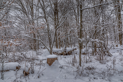 Snow-covered forest