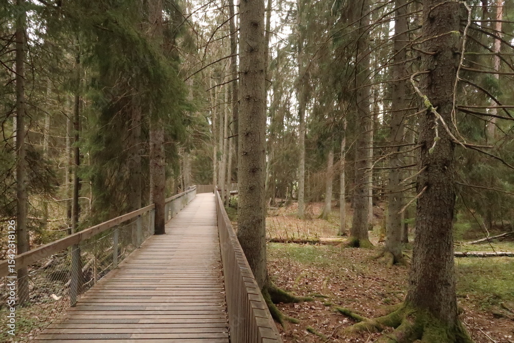 Obraz premium Wooden bridge in Tyresta Nationalpark in Sweden