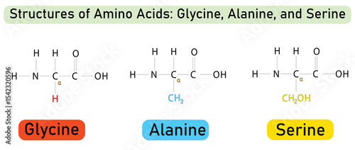 Chemical Structures of Amino Acids Glycine, Alanine, and Serine – Labeled Molecular Vector Illustration for Biochemistry Education