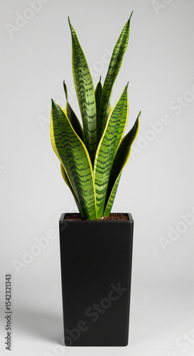 Sansevieria Snake Plant in Black Ceramic Pot on White Background