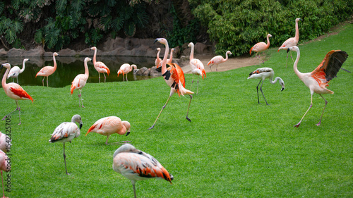 a large flock of birds pink flamingos