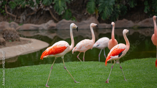 a large flock of birds pink flamingos