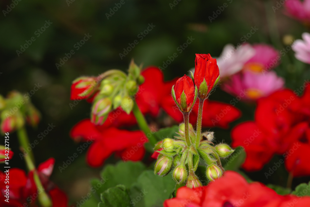 Kwitnące pelargonie Kwitnące pelargonie