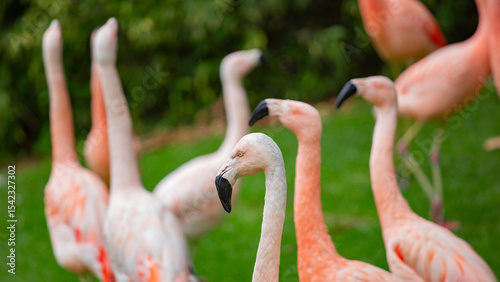 a large flock of birds pink flamingos