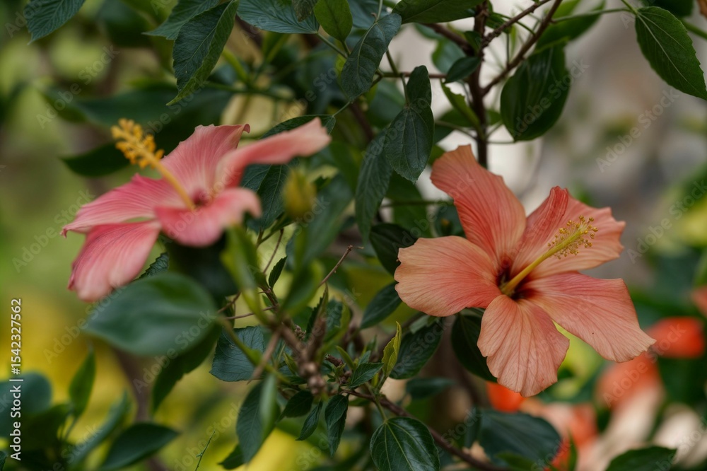 Obraz premium red and yellow flowers