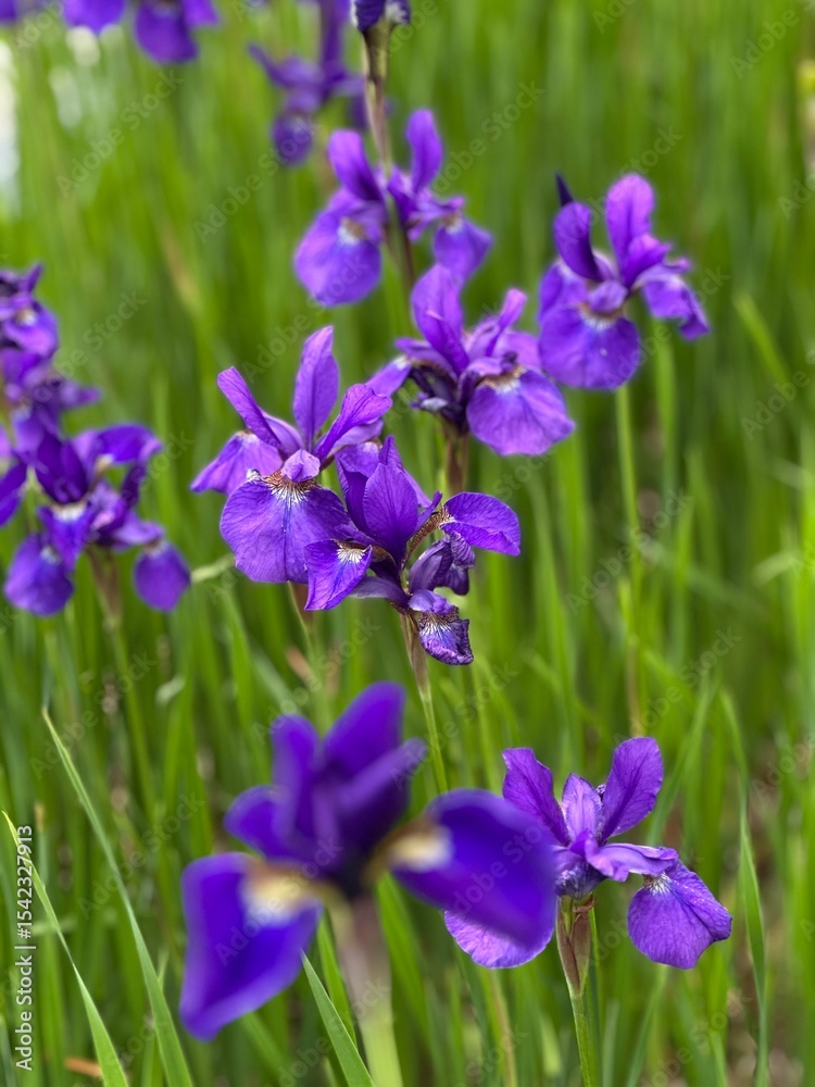 violet flowers in the garden violet flowers in the garden