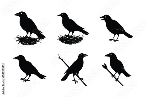 Crow different activities silhouette bundle 