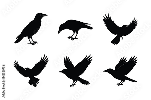 Crow different activities silhouette bundle 