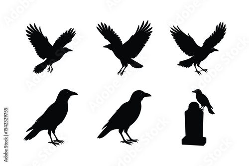 Crow different activities silhouette bundle 