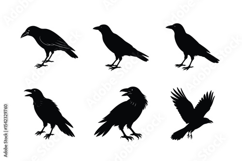 Crow different activities silhouette bundle 