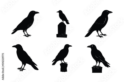 Crow different activities silhouette bundle 